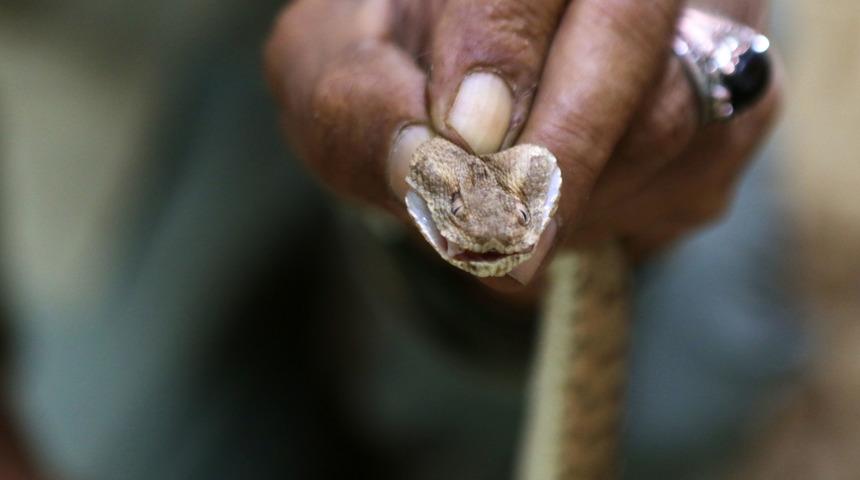 Ürdünlü adam 33 yıldır yılanlarla aynı evde yaşıyor: Aşığım