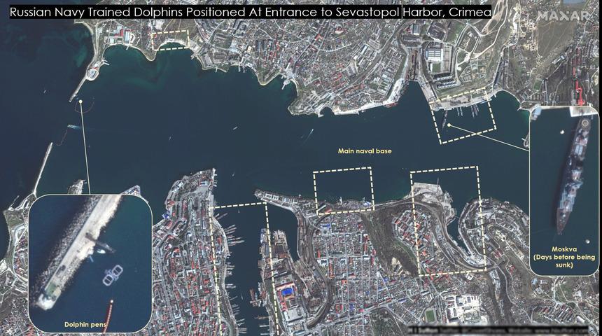 Rusya'nın akılalmaz taktiği! Eğitimli yunus askerler de savaşa dahil oldu... Böyle koruyorlar