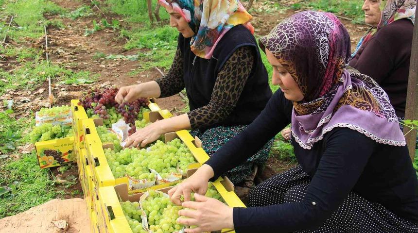 Kilosu 130 lira! Avrupa ile Dubai ve Katar’a gönderiliyor