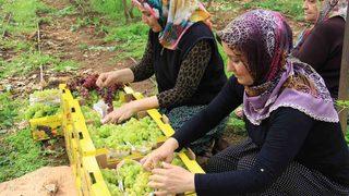 Kilosu 130 lira! Avrupa ile Dubai ve Katar’a gönderiliyor