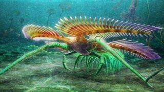 Çok nadir görülen bir canlıya ait! Kanada'da ortaya çıktı: 450 milyon yıllık