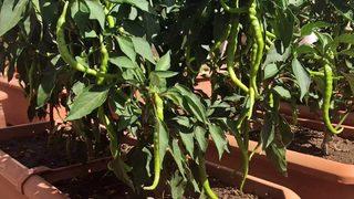 Balkonda sebze yetiştirme dönemi! 5 kiloda 138 lira kâr