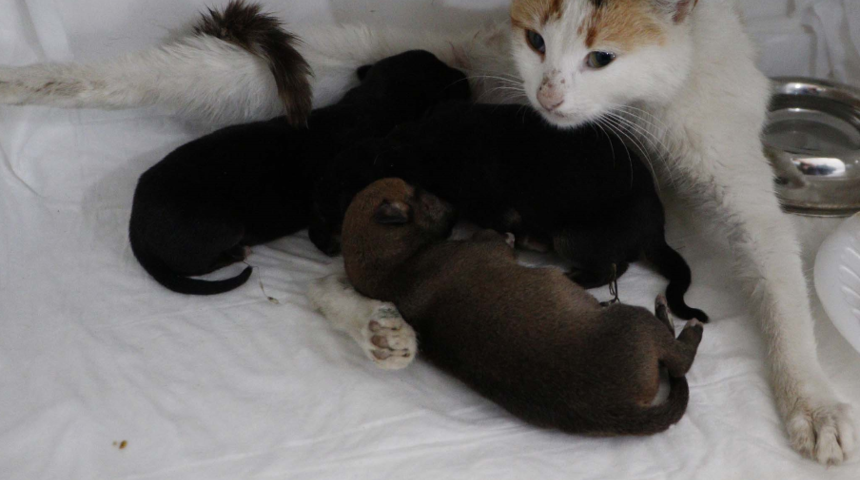 Sosyal medyadan duyuru yapılmıştı! Yavru köpeklere, yavrularını kaybeden kedi sütanne oldu  