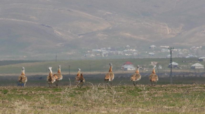 Dünyanın en büyüğü! Nesli tükenme tehlikesi altında... O ilde grup halinde görüntülendiler