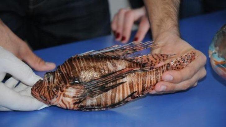 Akdeniz'de zehirli balık türleri artıyor