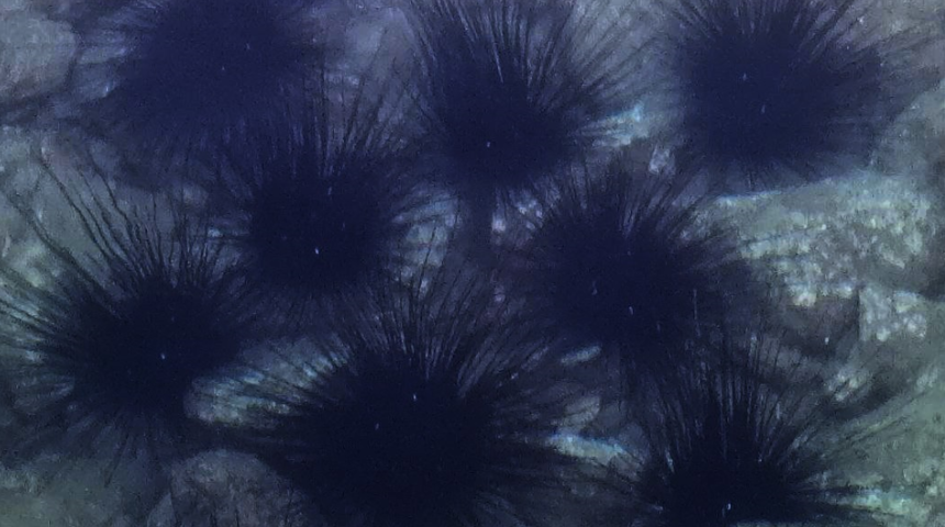 Antalya'da deniz kestaneleri koloni olarak görüntülendi: Marmara’ya kadar uzandı, dikenleri zehir saçıyor