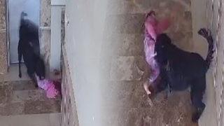 Küçük kız dehşeti yaşadı! Bacağından ısırarak dışarı götürmeye çalıştı