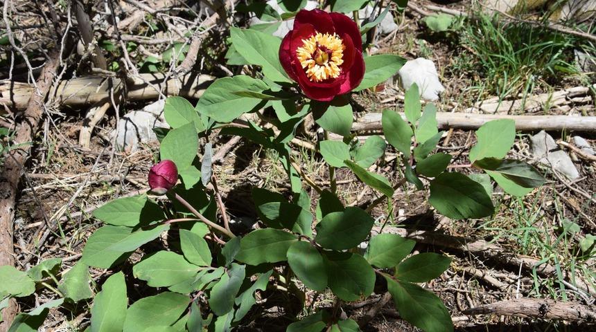 Antalya'da şakayıkları korumak için jandarma devriye geziyor! Koparmanın cezası 109 bin 593 lira