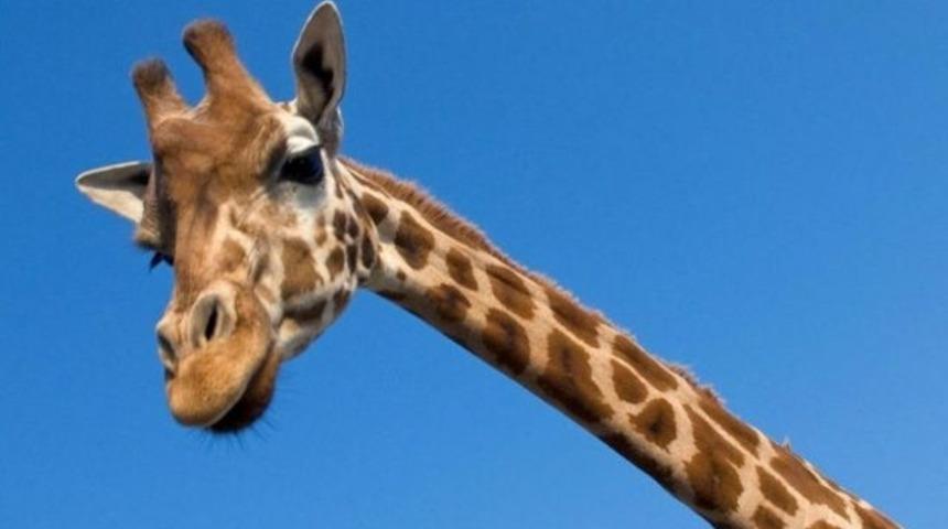 Z&uuml;rafanın boynu neden uzun? Beslenmek i&ccedil;in değil!