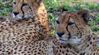 Nesli tükenmek üzereydi... Endişelendiren haberden 1 gün sonra 3 sevinç birden! 