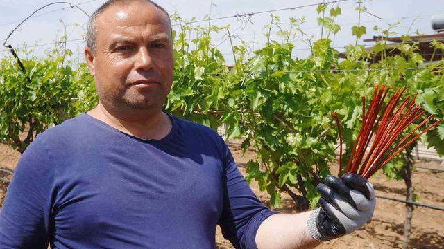 Dünyaca ünlü ama rekolte kaybı yaşanıyor! Çareyi 'Japon Tuzağı'nda buldular... Dekarda 70 TL devlet desteği verilecek