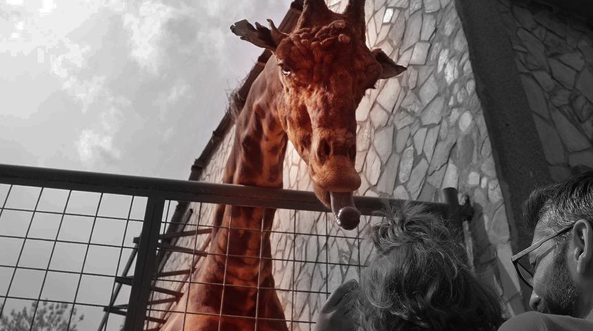 Her şey 'Şakir'in baba olması i&ccedil;in! Yıllar &ouml;nce eşini bulmuştu, &ccedil;alışmalar başladı