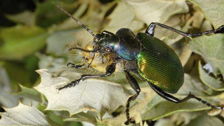 Belçika ormanlarını Türkiye’den getirilen ‘terminatör böcekler’ koruyacak