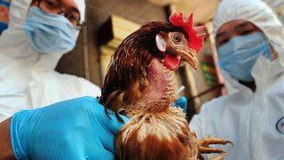 Avrupa’yı kırıp geçiren hastalık 'kuş gribi' geri döndü