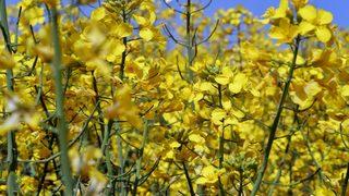 Ayçiçek yağı sorununa çözüm olacak! Tam 9 kat arttı