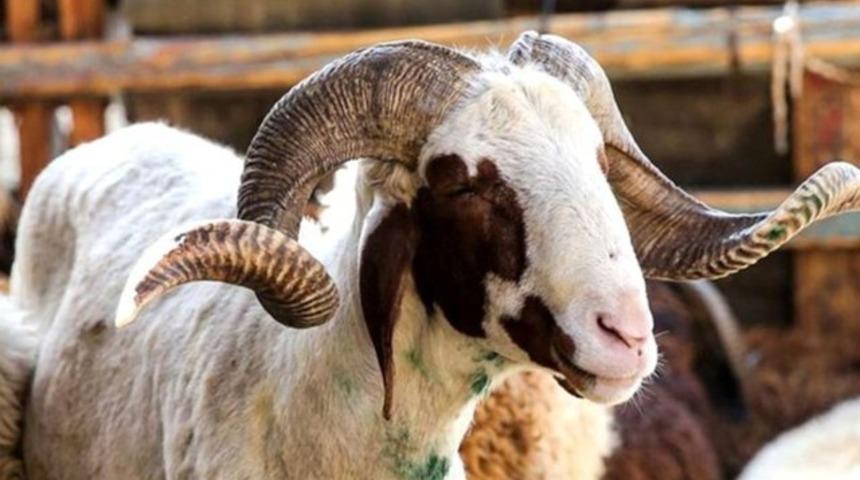 Kurban Bayramı ne zaman, ayın kaçında? 2022 Kurban Bayramı tatili kaç gün olacak?