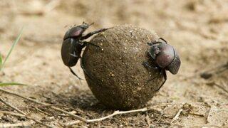 Dışkı deyip geçmeyin