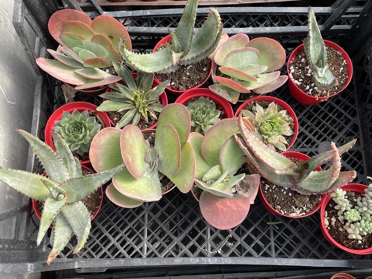 Meslek lisesinde yetiştirilen &ccedil;i&ccedil;ekler T&uuml;rkiye'nin d&ouml;rt bir yanında annelere ulaşacak