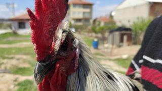 Denizli'de bayılan horozun akrabaları ilgi odağı oldu: Talep çoğaldı, 30 saniye kadar ötüyorlar