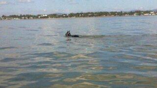 Yarış atı jokeyi sırtından attı, 11 km yüzdü