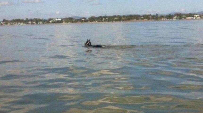 Yarış atı jokeyi sırtından attı, 11 km yüzdü