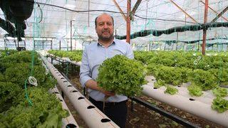 Uçak mühendisiyken üretici oldu: 20 yıllık işini bırakıp topraksız marul üretiyor