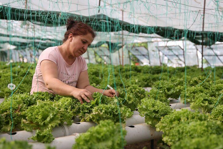 Uçak mühendisiyken üretici oldu: 20 yıllık işini bırakıp topraksız marul üretiyor G1