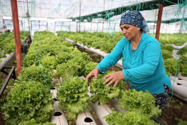 Uçak mühendisiyken üretici oldu: 20 yıllık işini bırakıp topraksız marul üretiyor G2