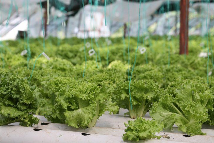 Uçak mühendisiyken üretici oldu: 20 yıllık işini bırakıp topraksız marul üretiyor G3