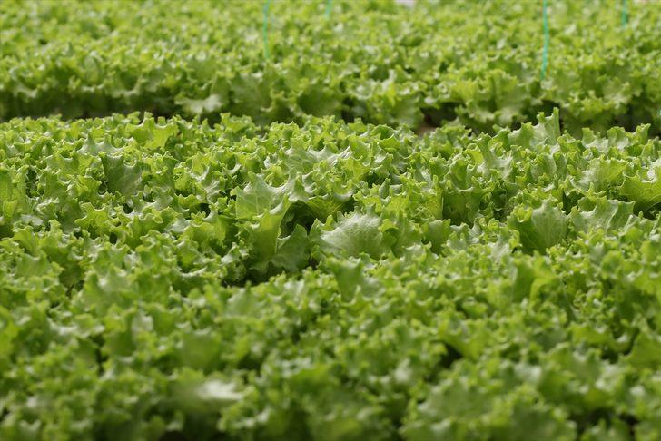 Uçak mühendisiyken üretici oldu: 20 yıllık işini bırakıp topraksız marul üretiyor G4