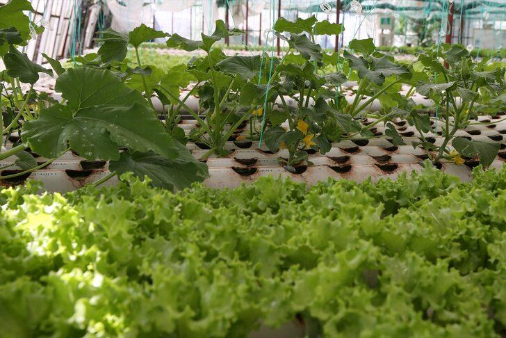 Uçak mühendisiyken üretici oldu: 20 yıllık işini bırakıp topraksız marul üretiyor G5