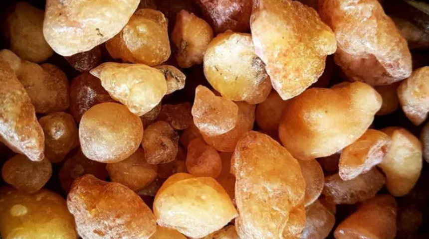 Kanser hücrelerine iyi geliyor! İşte çam sakızının az bilinen 7 faydası