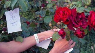 Hıdırellez duası nasıl? Hıdırellez gül ağacı dilek duası ne zaman yapılır?