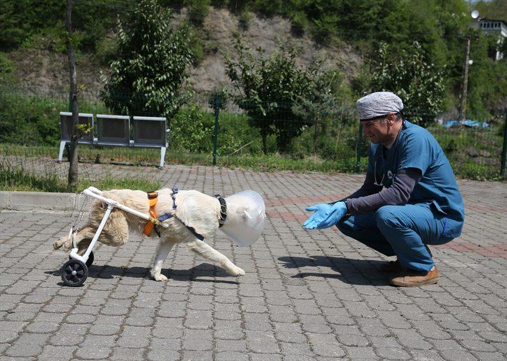 "Beyaz", veterinerinin yaptığı aparatla yürümeye başladı G1