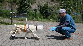 Beyaz, veterinerinin yaptığı aparatla yürümeye başladı
