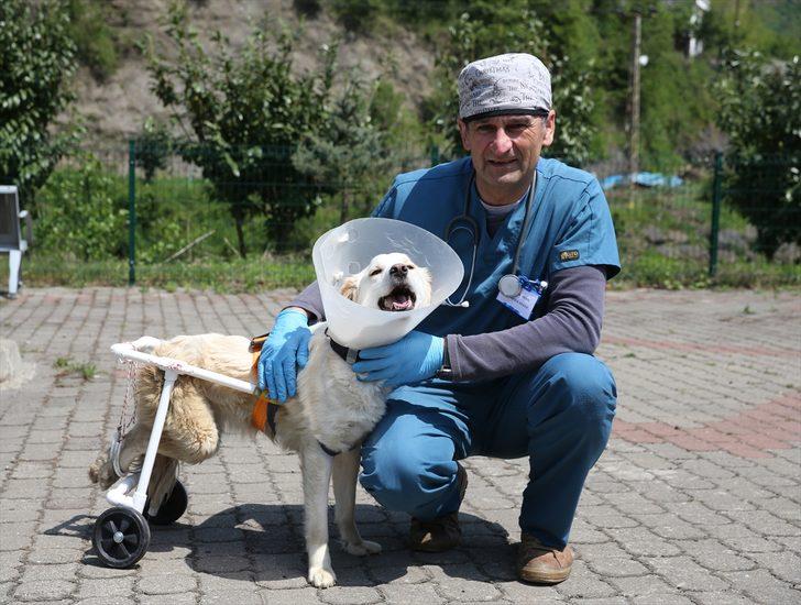 "Beyaz", veterinerinin yaptığı aparatla yürümeye başladı G2