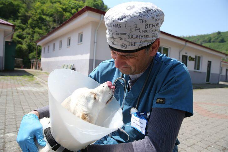 "Beyaz", veterinerinin yaptığı aparatla yürümeye başladı G3