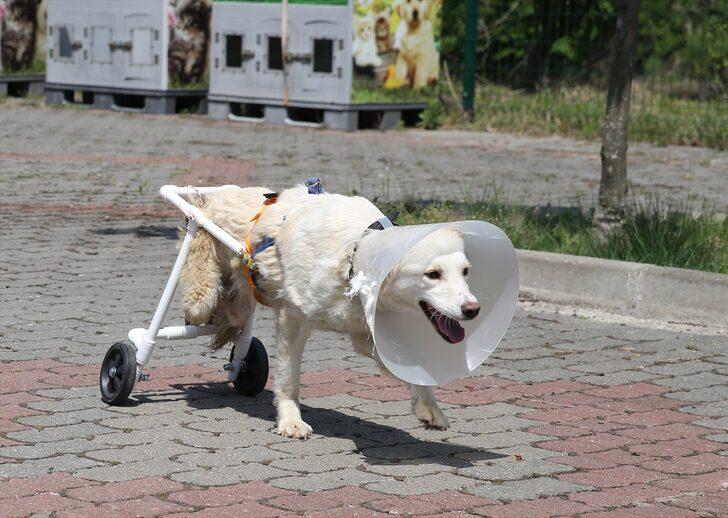 "Beyaz", veterinerinin yaptığı aparatla yürümeye başladı G4