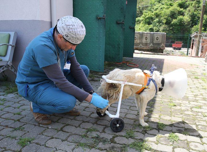 "Beyaz", veterinerinin yaptığı aparatla yürümeye başladı G5