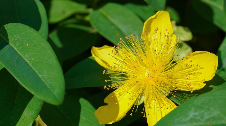 Egzamadan kabızlığa çözemeyeceği sorun yok: İster sürün ister için! Gördüğünüz yerde toplayın! Sarı kantaron nedir, nasıl kullanılır? Sarı kantaronun faydaları nelerdir?