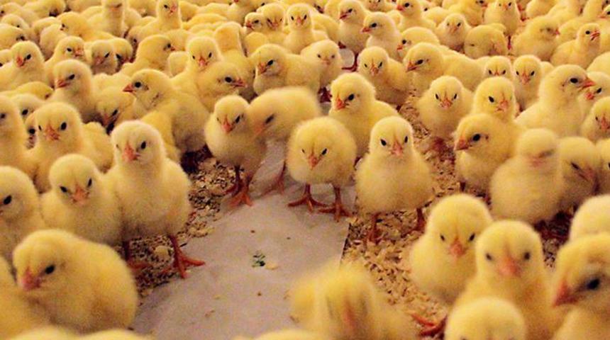 Tavuk çiftliğinde yangın! 5 bin civciv telef oldu