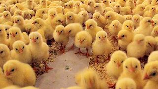 Tavuk çiftliğinde yangın! 5 bin civciv telef oldu