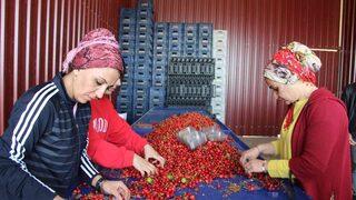 Kirazın kilosu 700 liradan 40 liraya düştü! Fiyatlar 10 gün içerisinde...