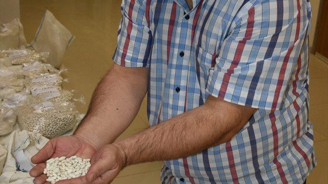 Orta Kızılırmak Vadisi'nde yüksek verimli 25 kuru fasulye çeşidi adayı belirlendi
