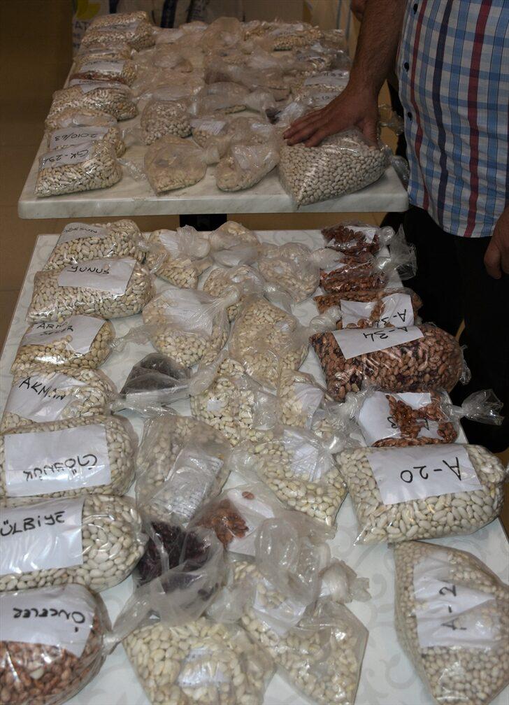 Orta Kızılırmak Vadisi'nde yüksek verimli 25 kuru fasulye çeşidi adayı belirlendi G2