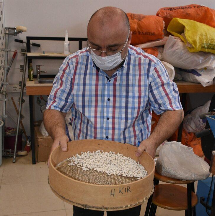 Orta Kızılırmak Vadisi'nde yüksek verimli 25 kuru fasulye çeşidi adayı belirlendi G3