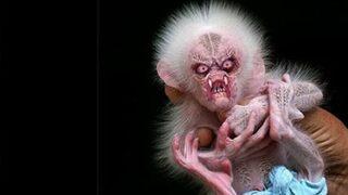 Dünya gizemli melez maymunun peşine düştü! Her yerde onu arıyorlar: Onu bulmalıyız