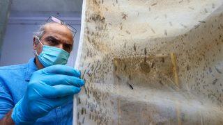 Türk bilim insanı sinekten üretti! Yurt dışından talep yağıyor! Litresi 75 euro