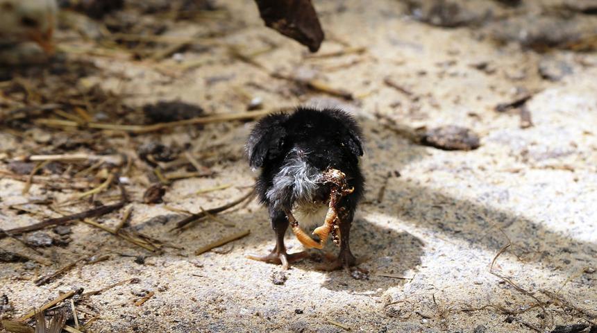 Yumurtadan çıkan şaşırttı! Akıllara durgunluk veren olay