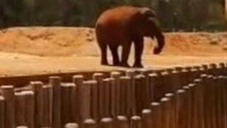 Filin fırlattığı taş 7 yaşındaki çocuğu öldürdü